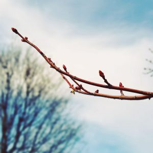 Budding tree branch