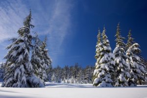 Evergreen trees covered in snow with blue sky