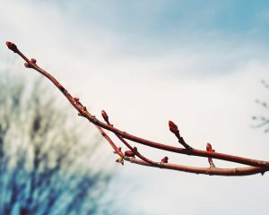 Budding Tree Branch